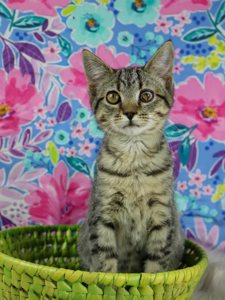 Enlarge Chicken Noodle, a Adoptable Domestic Short Hair in Lewisburg, TN image 3/4