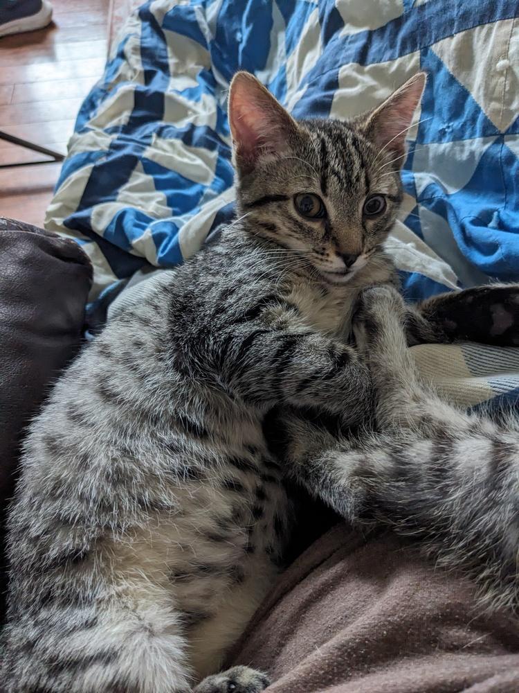 Chicken Noodle, a Adoptable Domestic Short Hair in Lewisburg, TN image 2/2