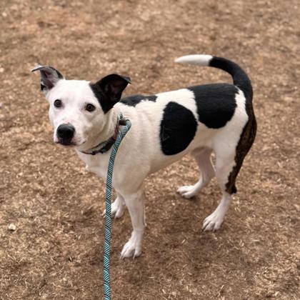 Milo, an adoptable Mixed Breed in Dubuque, IA, 52003 | Photo Image 3