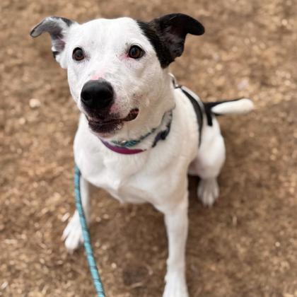 Milo, an adoptable Mixed Breed in Dubuque, IA, 52003 | Photo Image 2