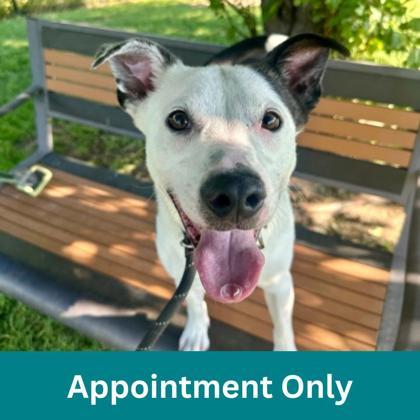 Enlarge Milo, an adoptable mixed breed in Dubuque, IA image 1/3