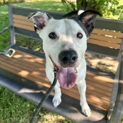 Milo, Adoptable, Adult Male Mixed Breed.