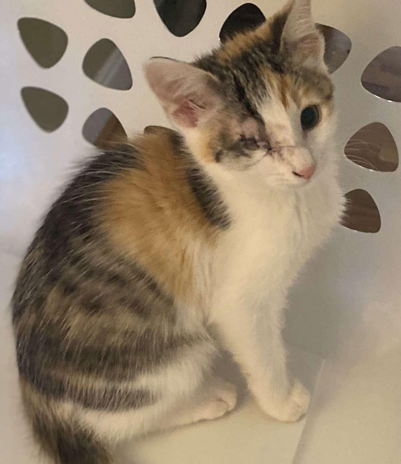 Moonlight, Adopted, Young Female Domestic Short Hair.