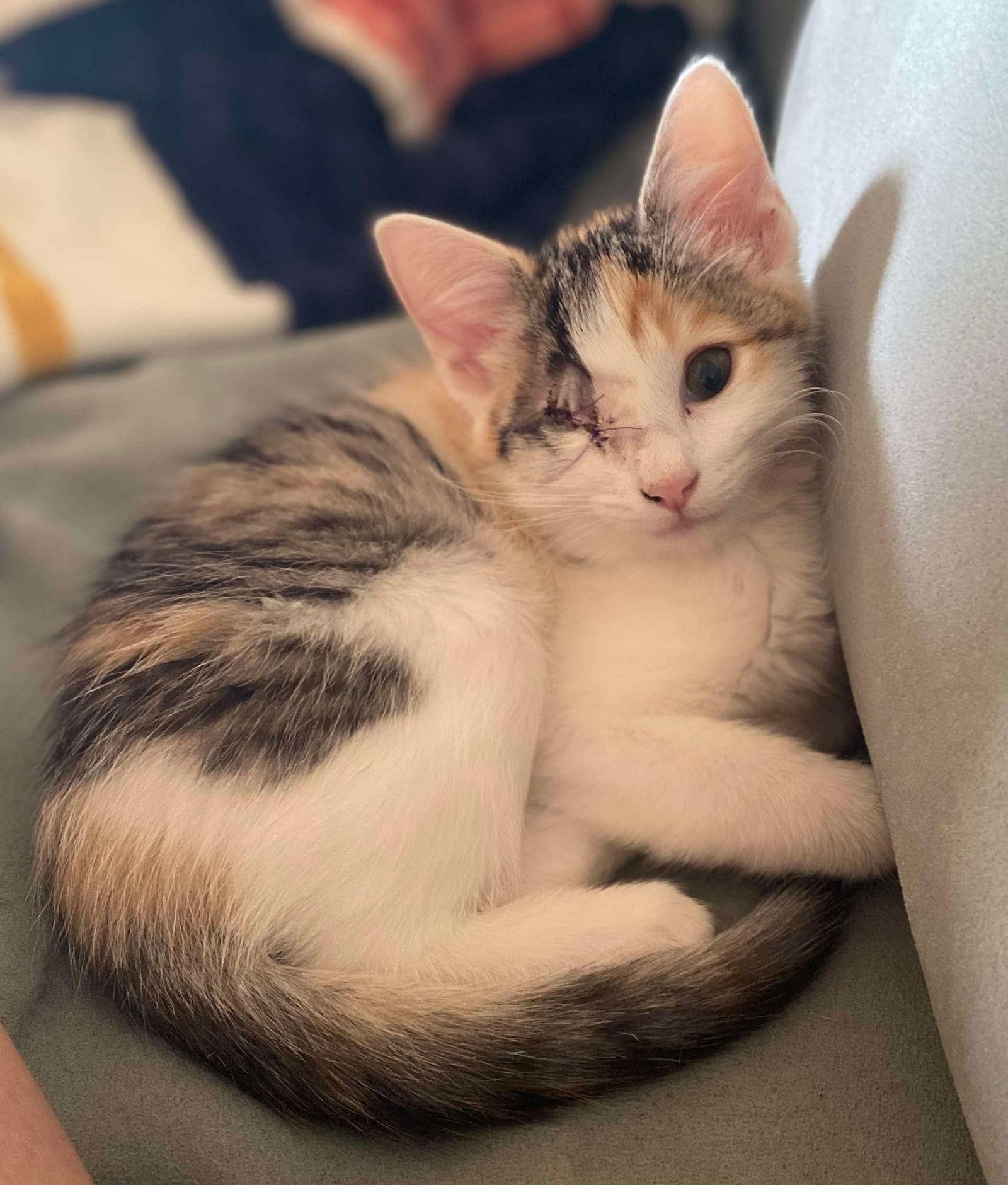 Enlarge Moonlight, a Adopted Domestic Short Hair in Oakboro , NC image 2/3