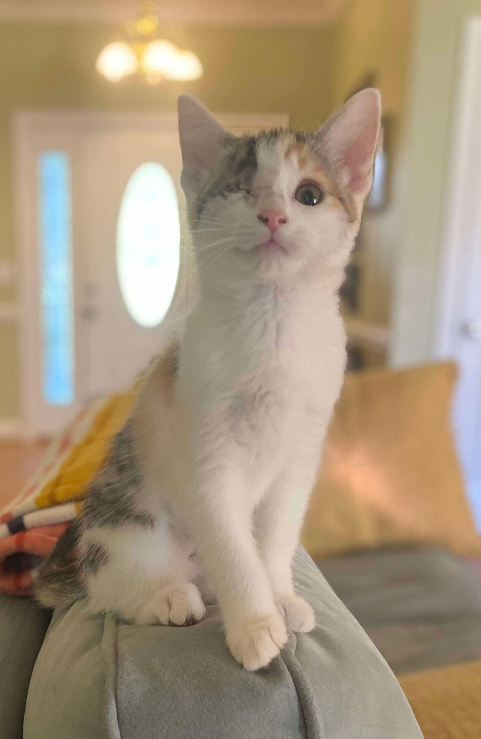 Enlarge Moonlight, a Adopted Domestic Short Hair in Oakboro , NC image 3/3