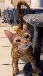 Enlarge Dumpling, a Adoptable Domestic Short Hair in Oakland Park, FL image 1/3