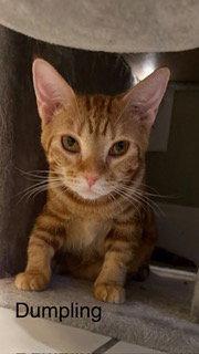 Enlarge Dumpling, a Adoptable Domestic Short Hair in Oakland Park, FL image 2/3