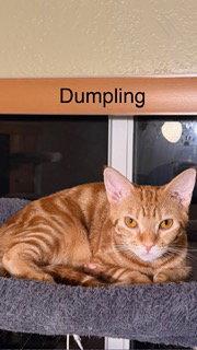 Enlarge Dumpling, a Adoptable Domestic Short Hair in Oakland Park, FL image 3/3
