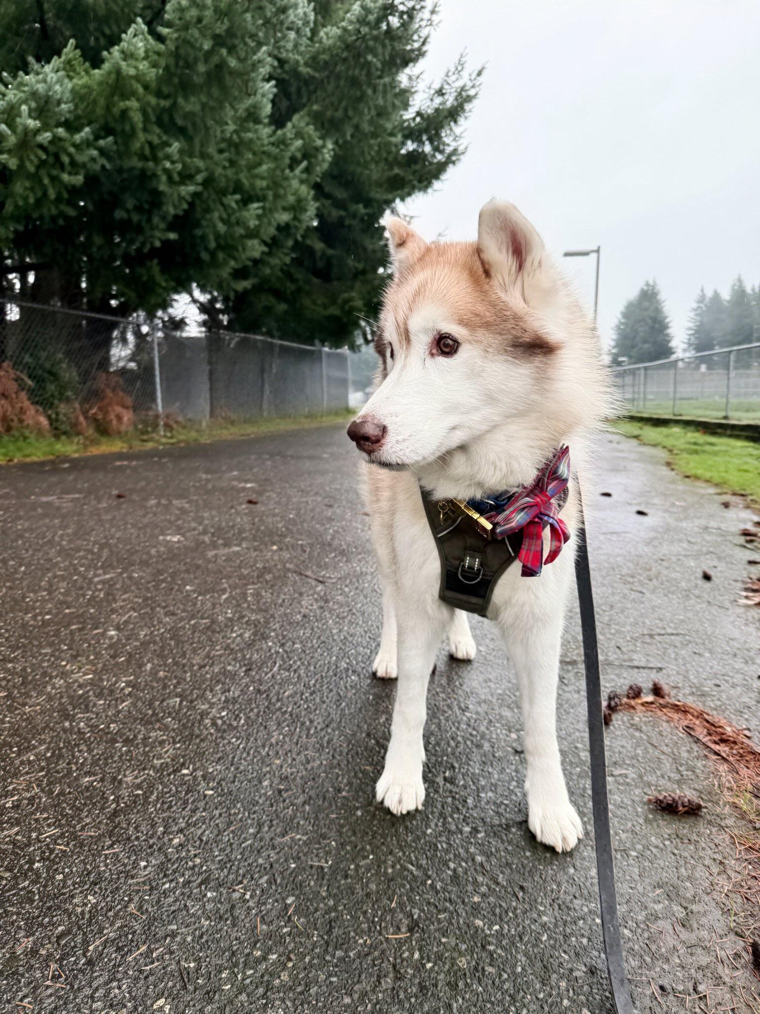 Nolan, Adoptable, Young Male Husky.