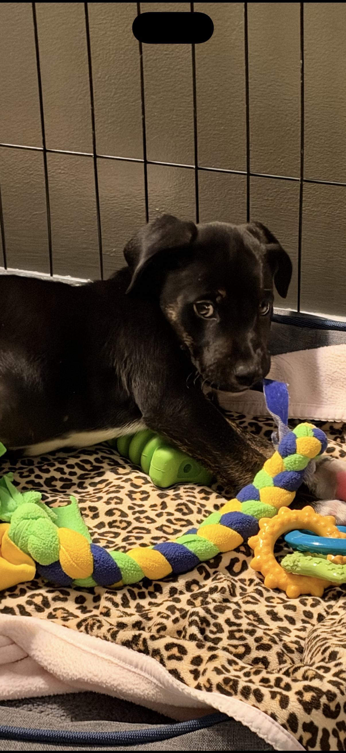 Enlarge Onyx, a Adoptable Pointer in Newport, KY image 1/2