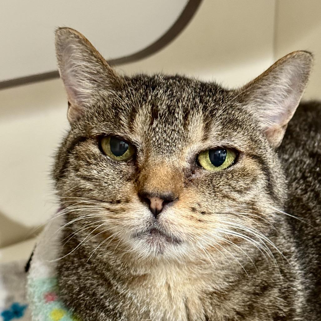 Clawdia, Adoptable, Senior Female Domestic Short Hair.