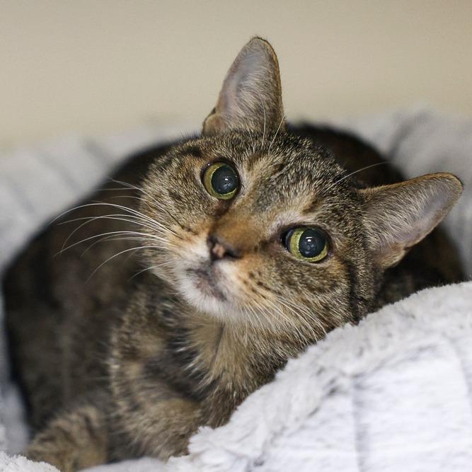 Clawdia, Adoptable, Senior Female Domestic Short Hair.