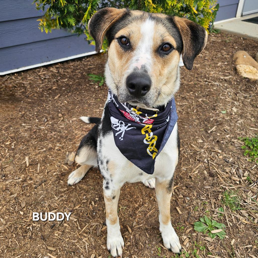 Buddy, Adoptable, Young Male Mountain Cur & Mixed Breed.