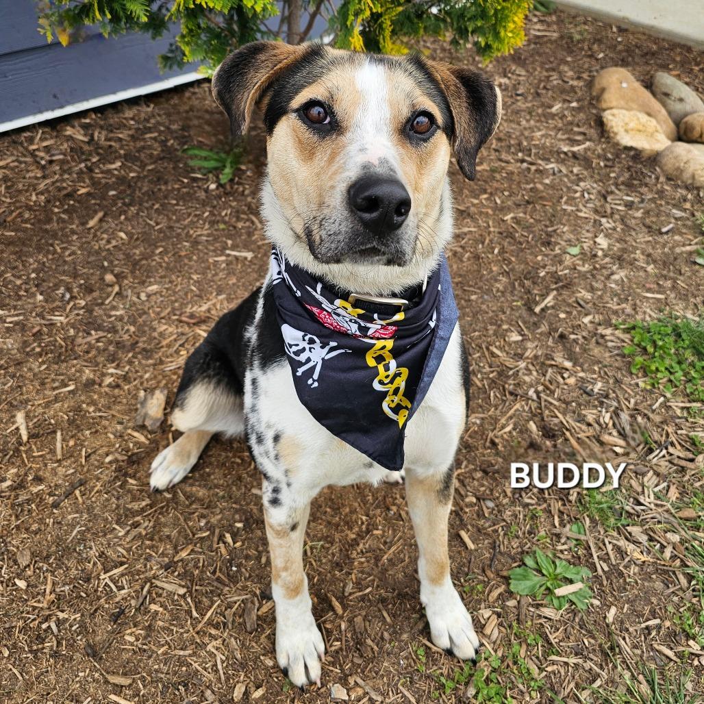Enlarge Buddy, a Adoptable mixed breed in Madisonville, TN image 2/3