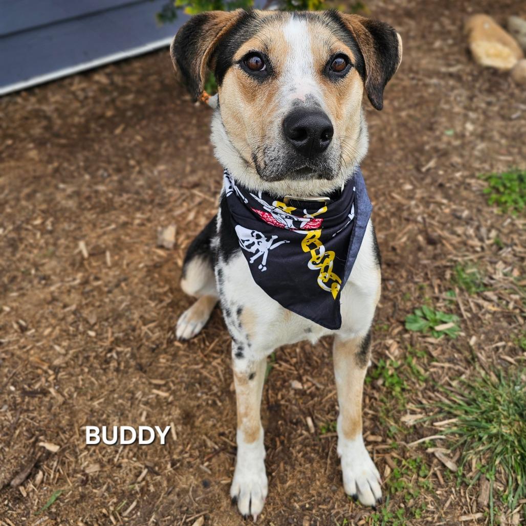 Enlarge Buddy, a Adoptable mixed breed in Madisonville, TN image 3/3