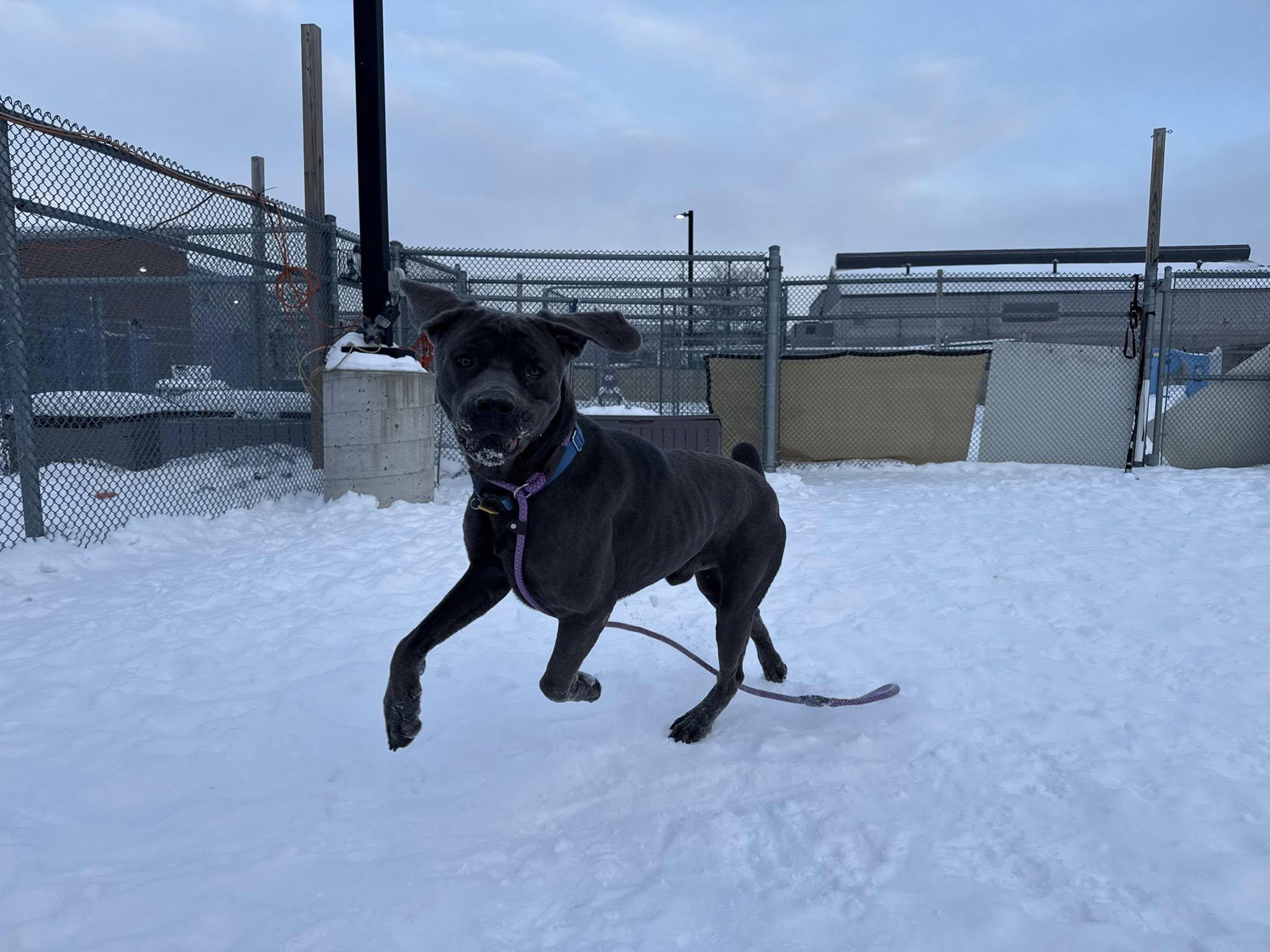 Garbanzo thumbnail 2