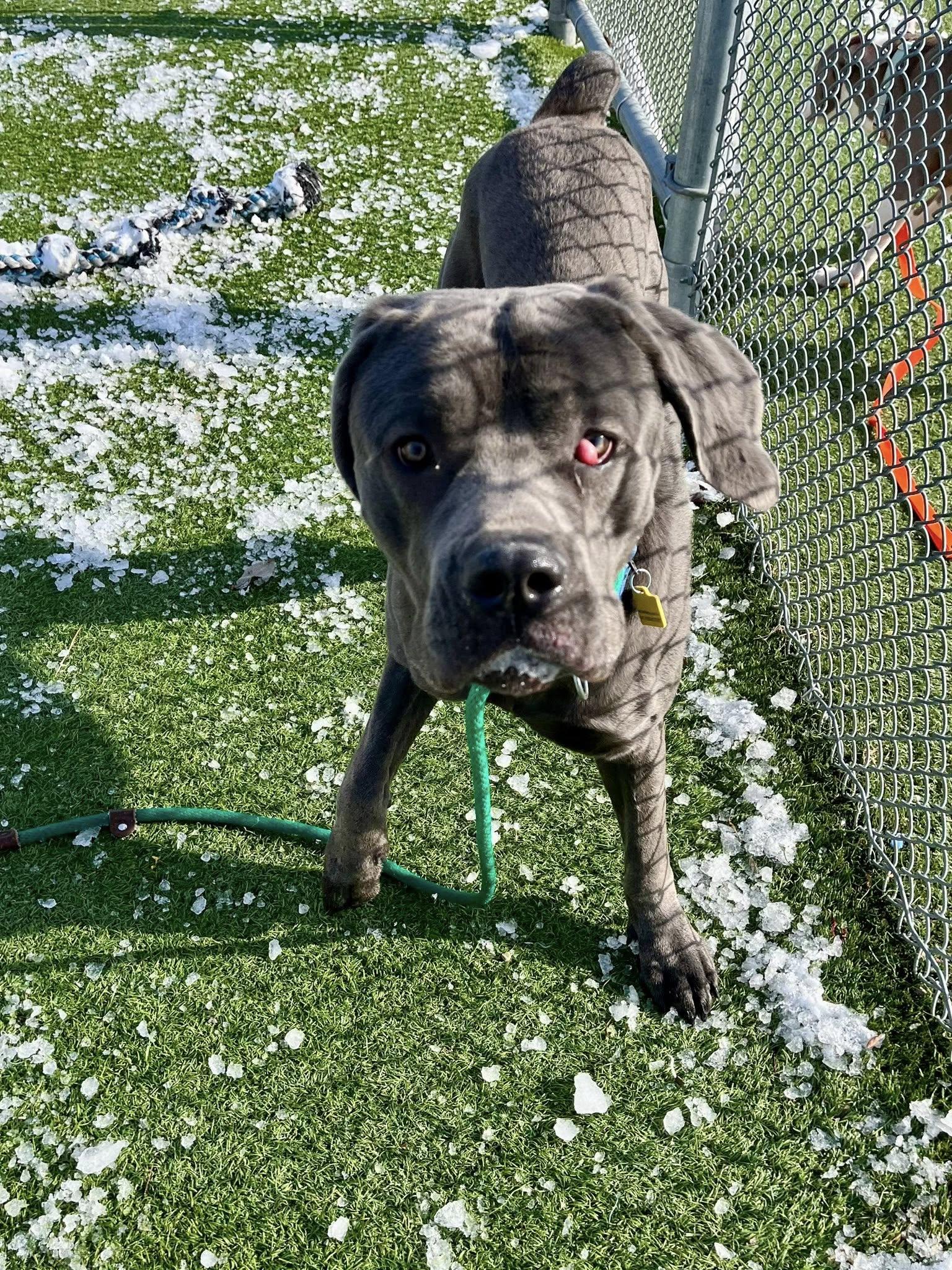 Garbanzo thumbnail 3