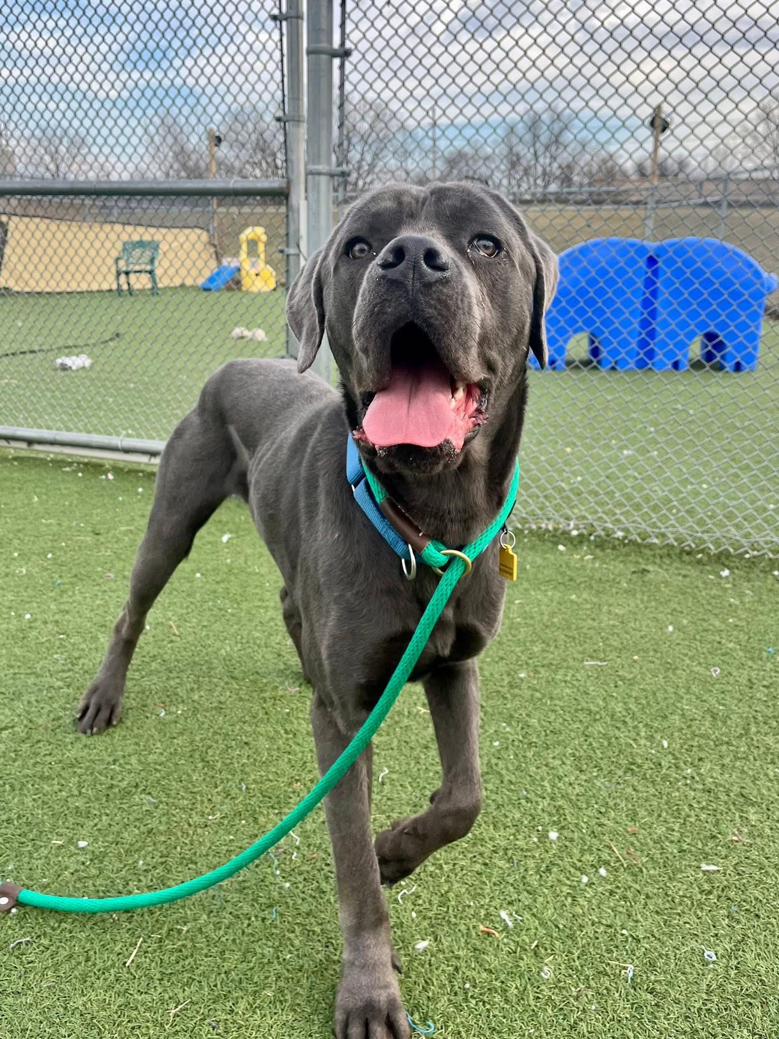 Garbanzo - Adopted | Petfinder
