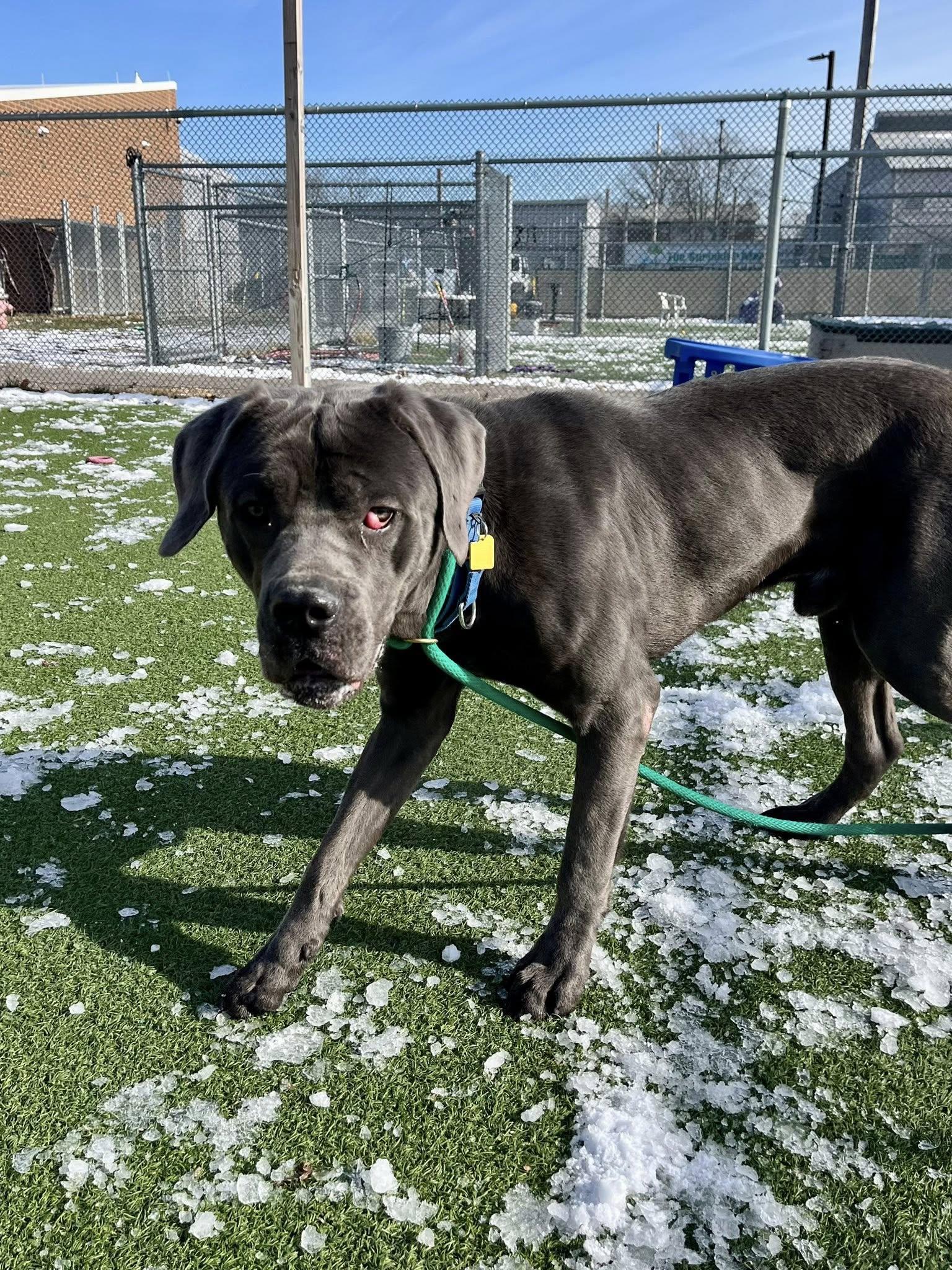 Garbanzo thumbnail 4