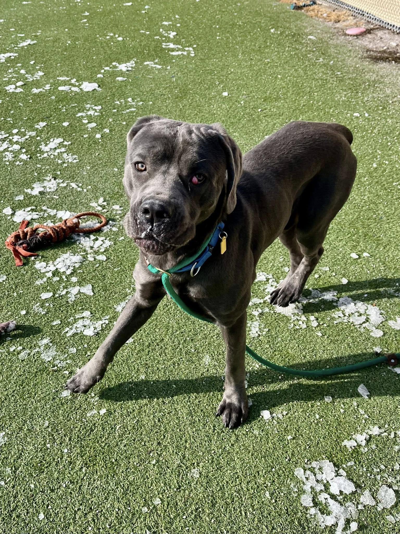 Garbanzo thumbnail 5