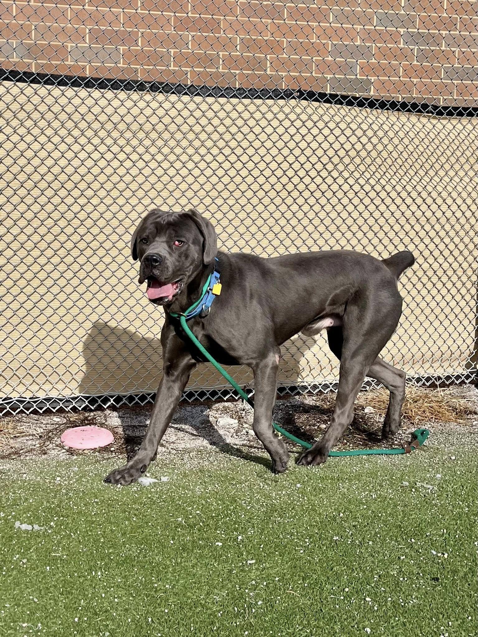 Garbanzo thumbnail 6