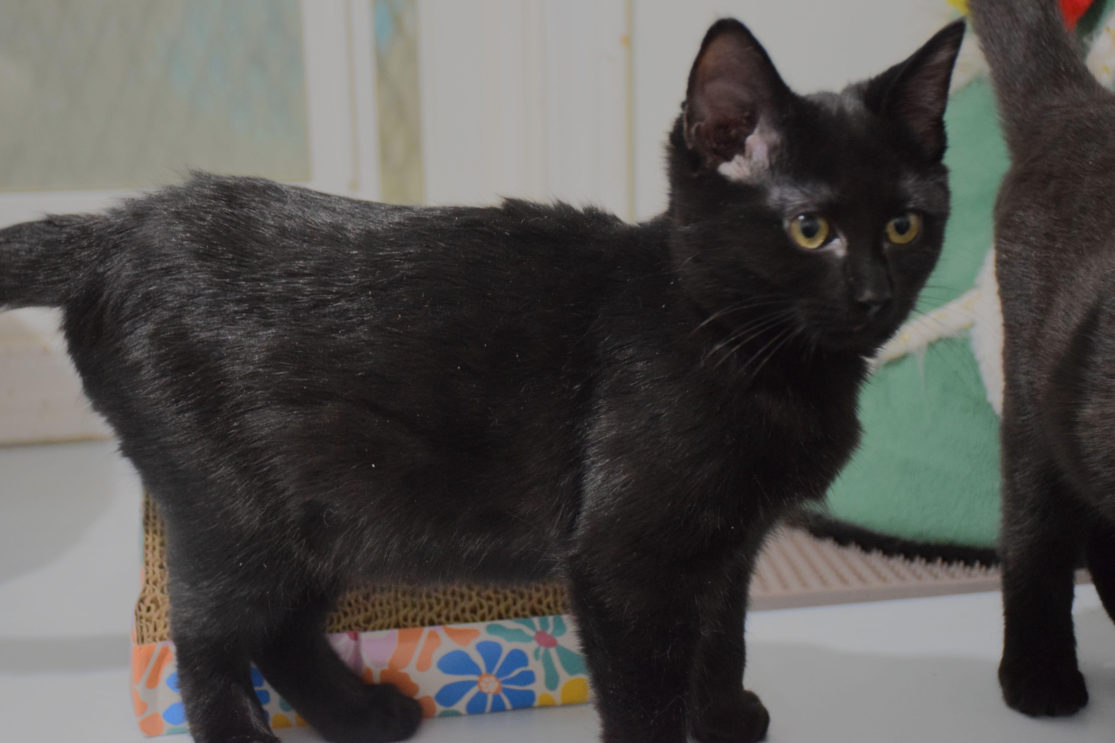 Zeva, ADOPTABLE, Young Female Domestic Short Hair.
