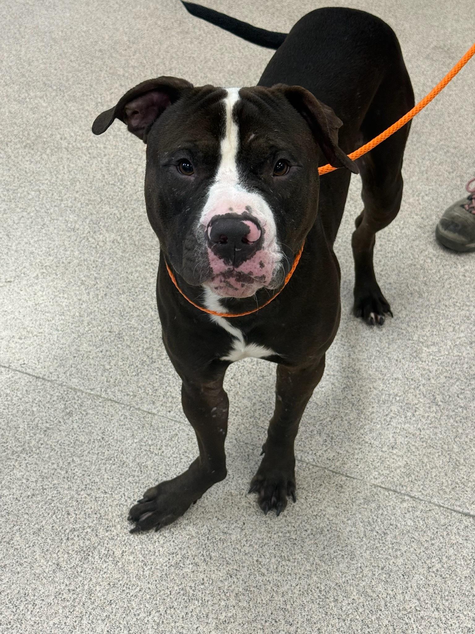 Enlarge Grizzly, a ADOPTABLE Pit Bull Terrier in Teterboro, NJ image 1/1