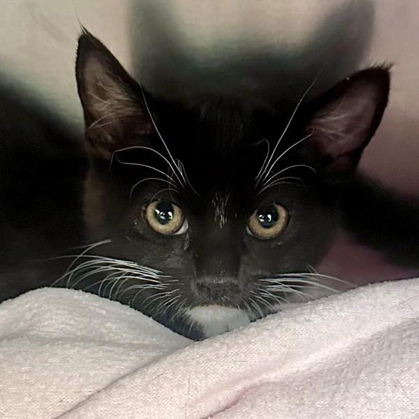 Jessie, Adoptable, Kitten Female Domestic Short Hair.