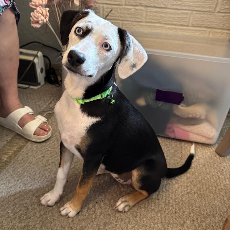 POLLY PETUNIA, Adoptable, Puppy Female Rat Terrier & Mixed Breed.