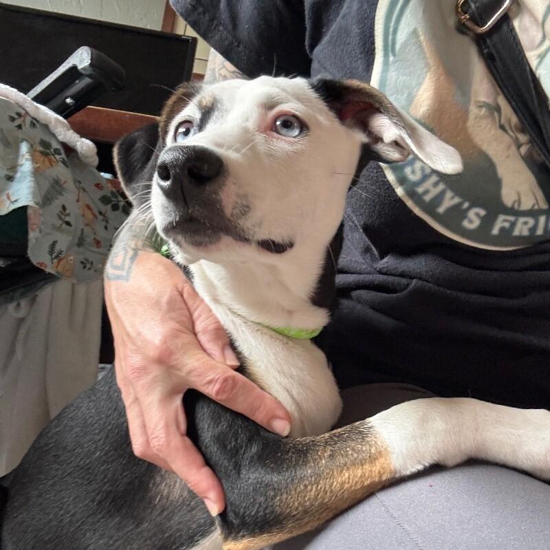 POLLY PETUNIA, a Adoptable mixed breed in lawton, OK image 2/4