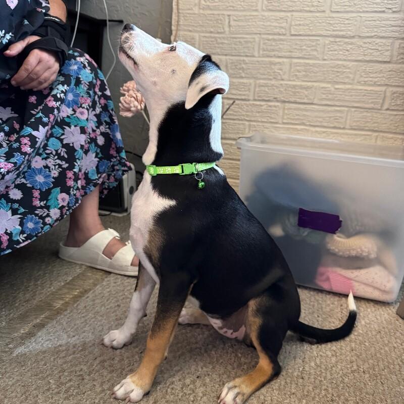 POLLY PETUNIA, a Adoptable mixed breed in lawton, OK image 3/4