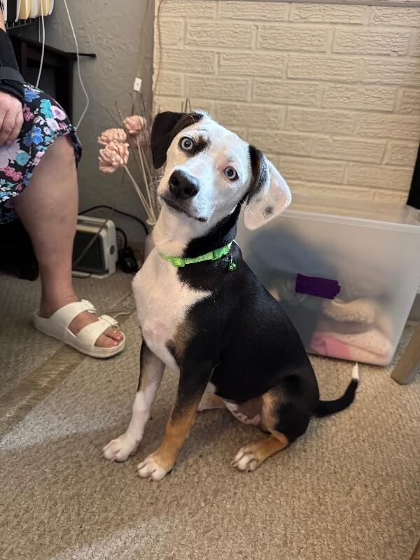POLLY PETUNIA, a Adoptable mixed breed in lawton, OK image 4/4