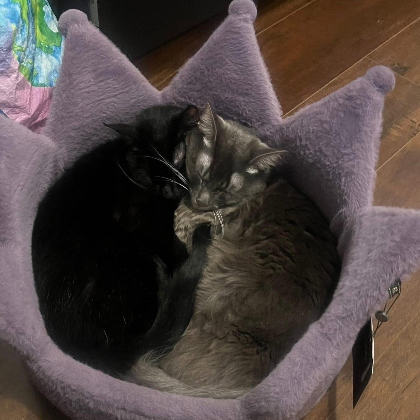 Pearl *COURTESY POST*, a Adoptable mixed breed in Sacramento, CA image 1/2