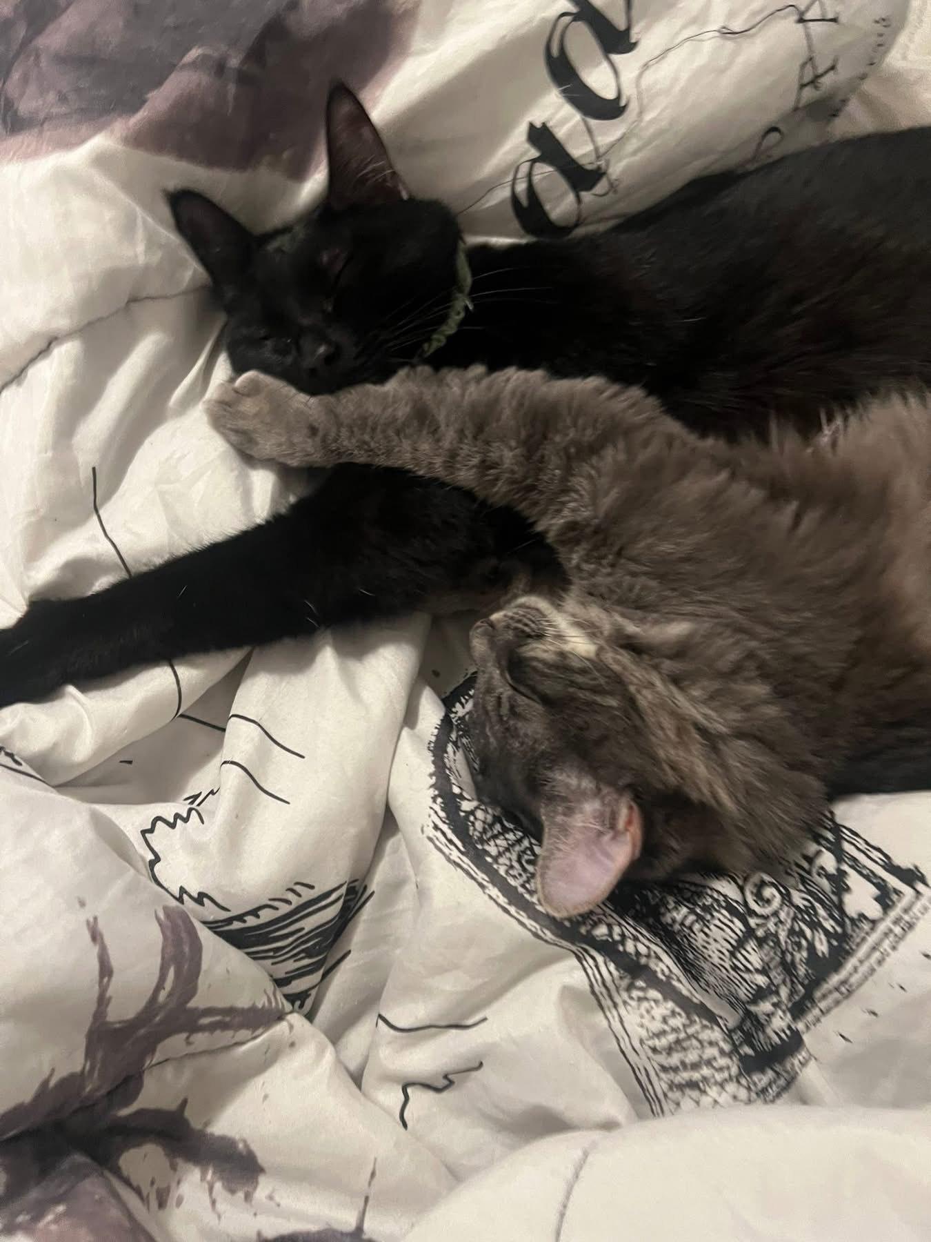 Pearl *COURTESY POST*, a Adoptable mixed breed in Sacramento, CA image 2/2