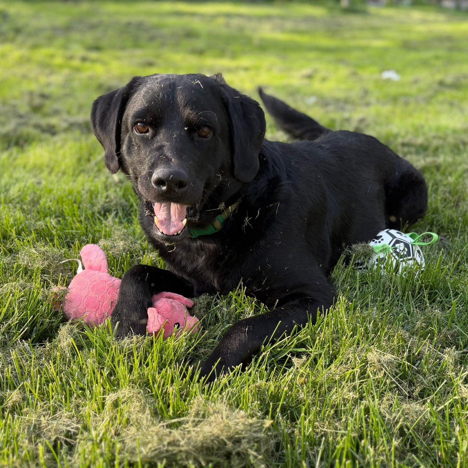 Oshe, adopted, Adult Male Black Labrador Retriever.