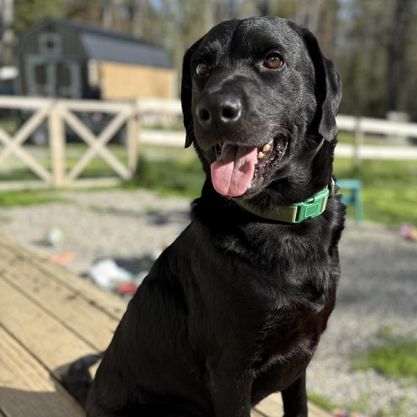 Enlarge Oshe, an adopted mixed breed in Woolwich, ME image 2/3