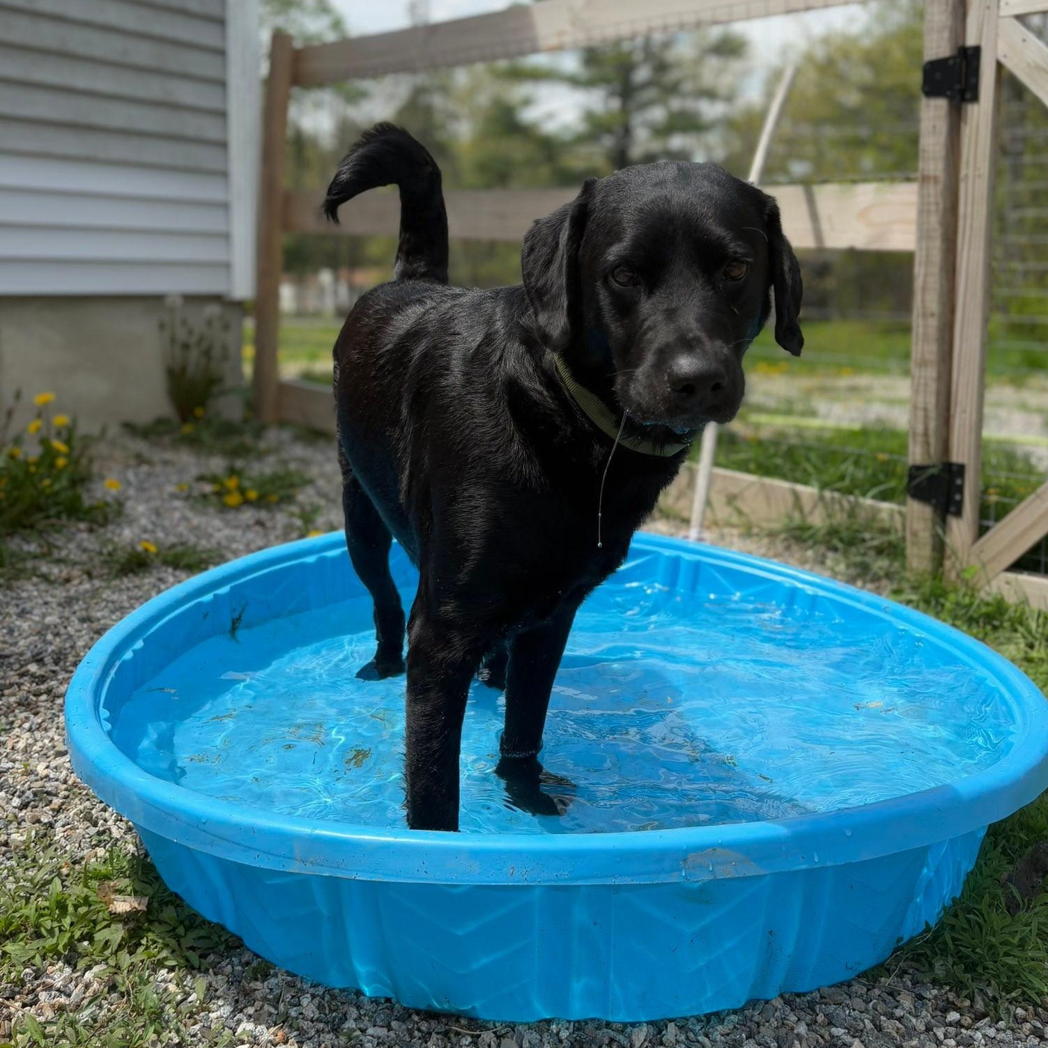 Enlarge Oshe, an adopted mixed breed in Woolwich, ME image 3/3