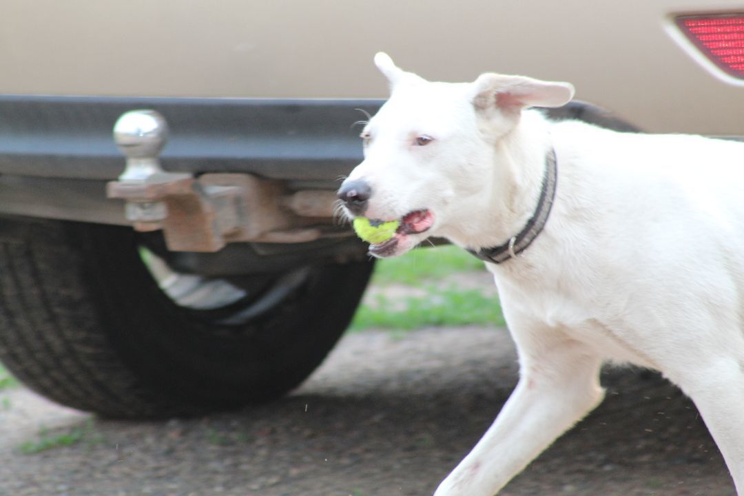Monty, Adoptable, Young Male Mixed Breed & Spaniel.