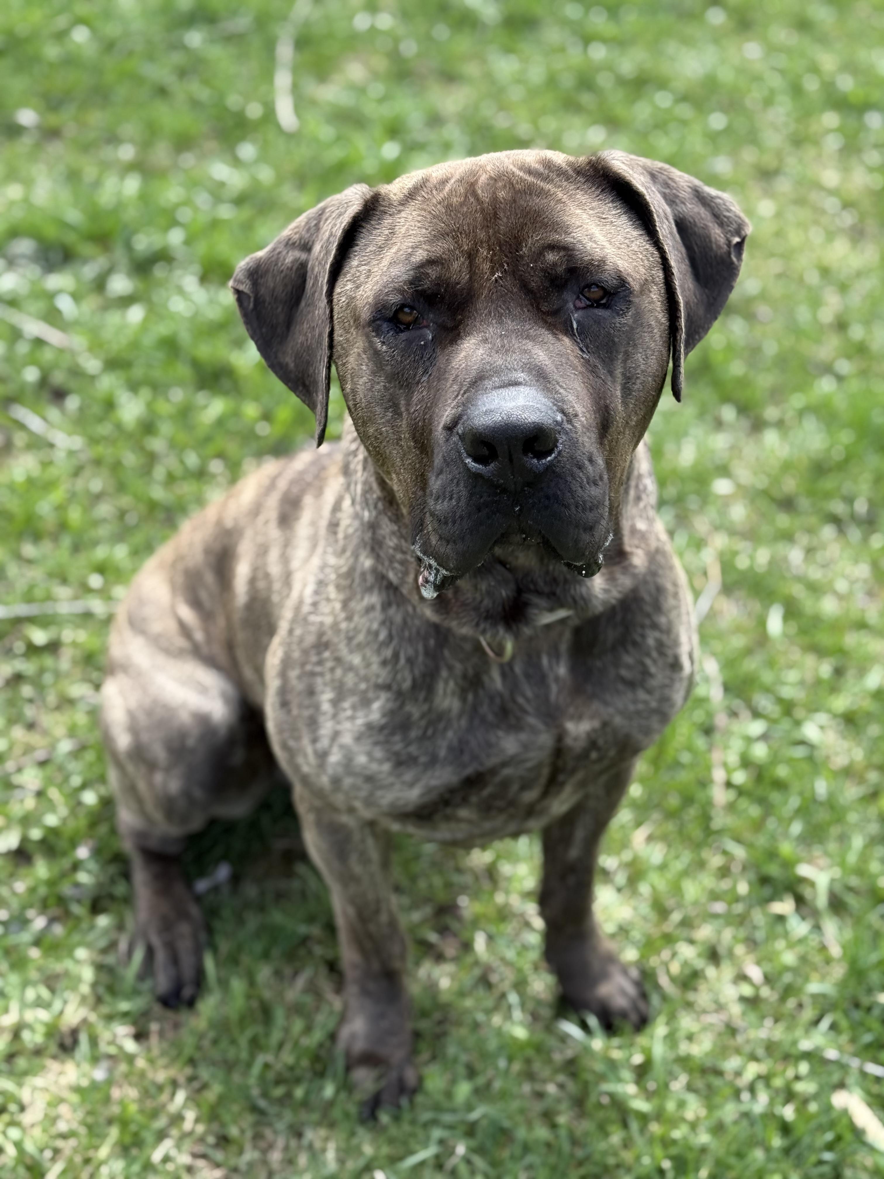 Moose, Adoptable, Young Male Mastiff.