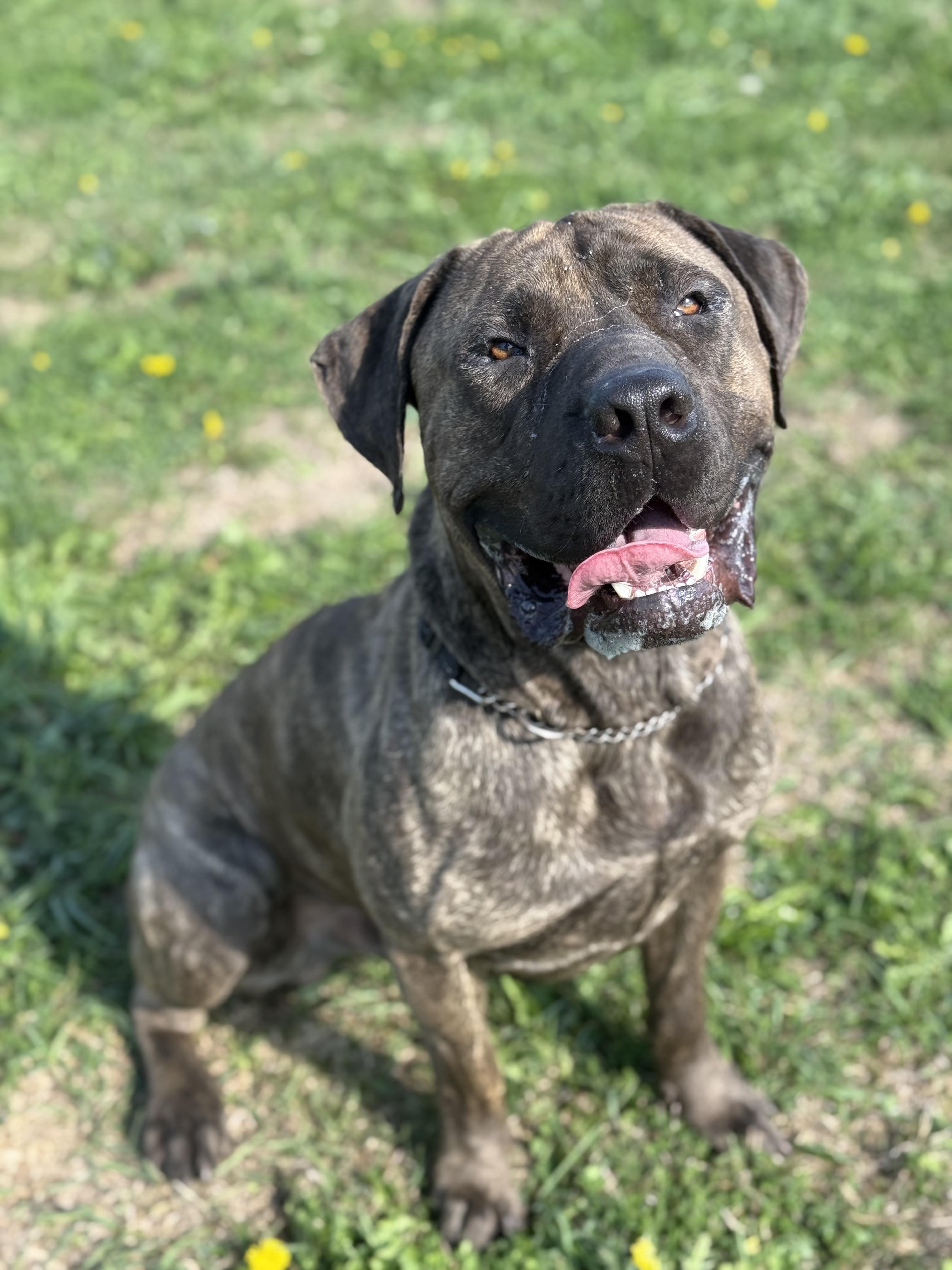 Moose, an adoptable Mastiff in Alliston, ON, L0G 1A0 | Photo Image 4