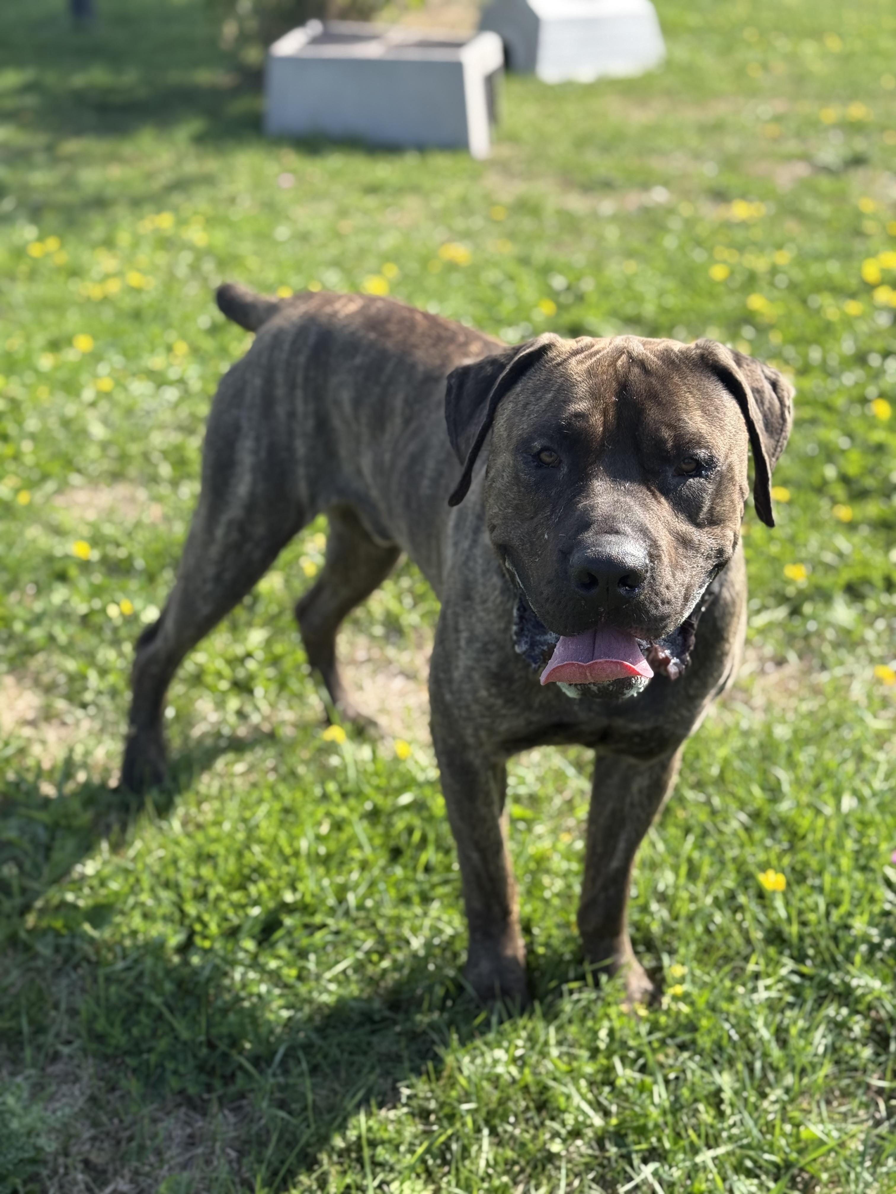 Moose, an adoptable Mastiff in Alliston, ON, L0G 1A0 | Photo Image 3