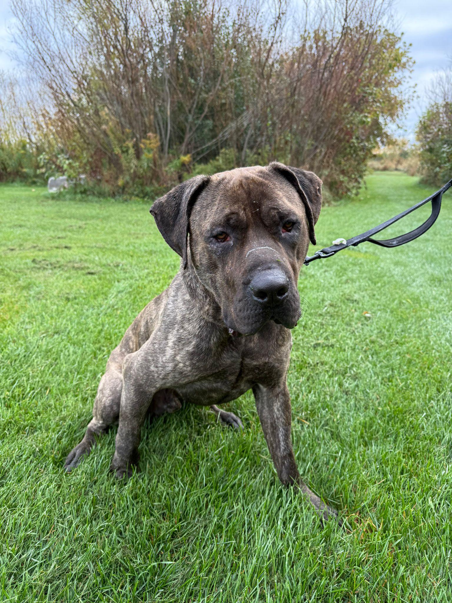 Moose, an adoptable Mastiff in Alliston, ON, L0G 1A0 | Photo Image 6