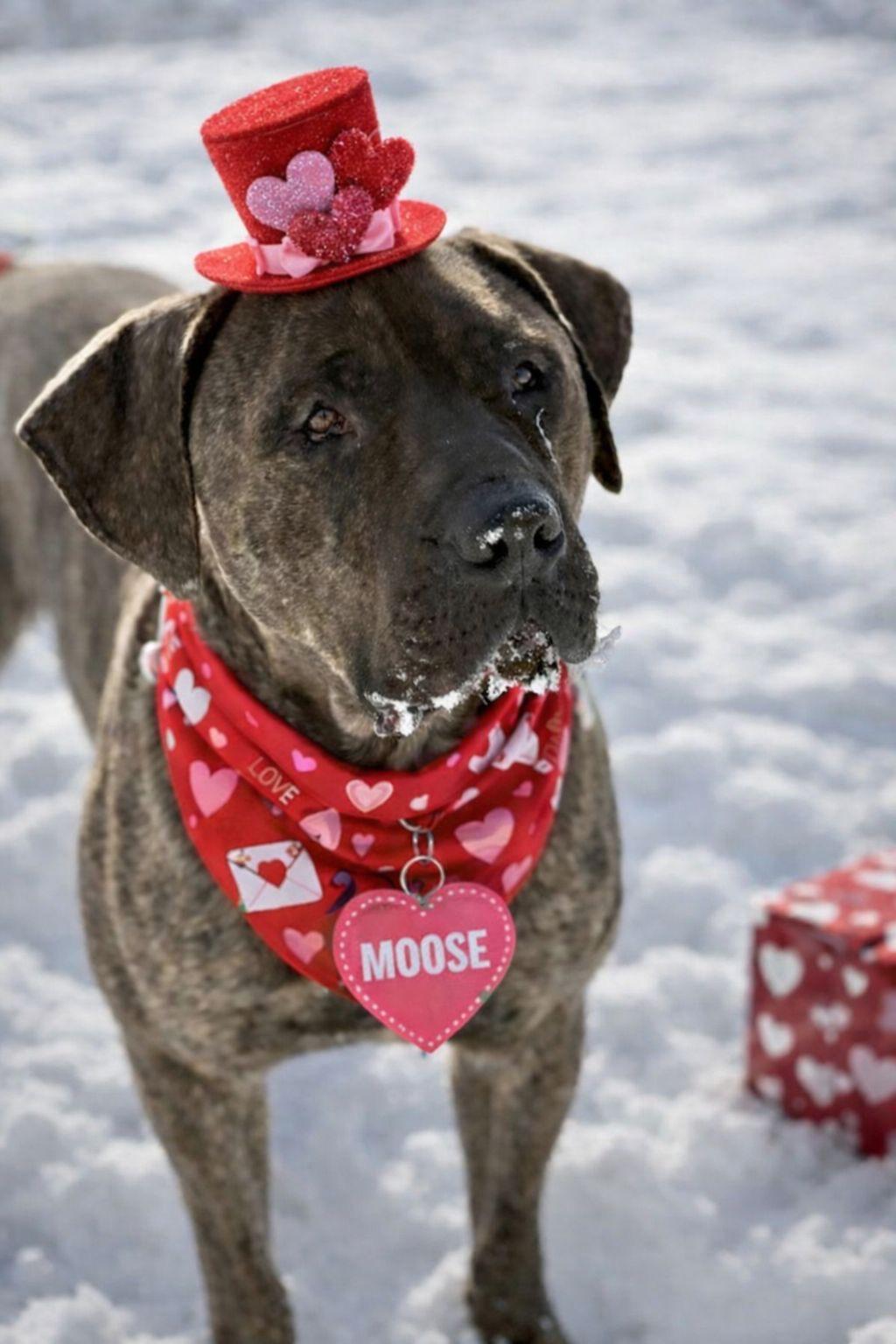 Moose, Adoptable, Young Male Mastiff.
