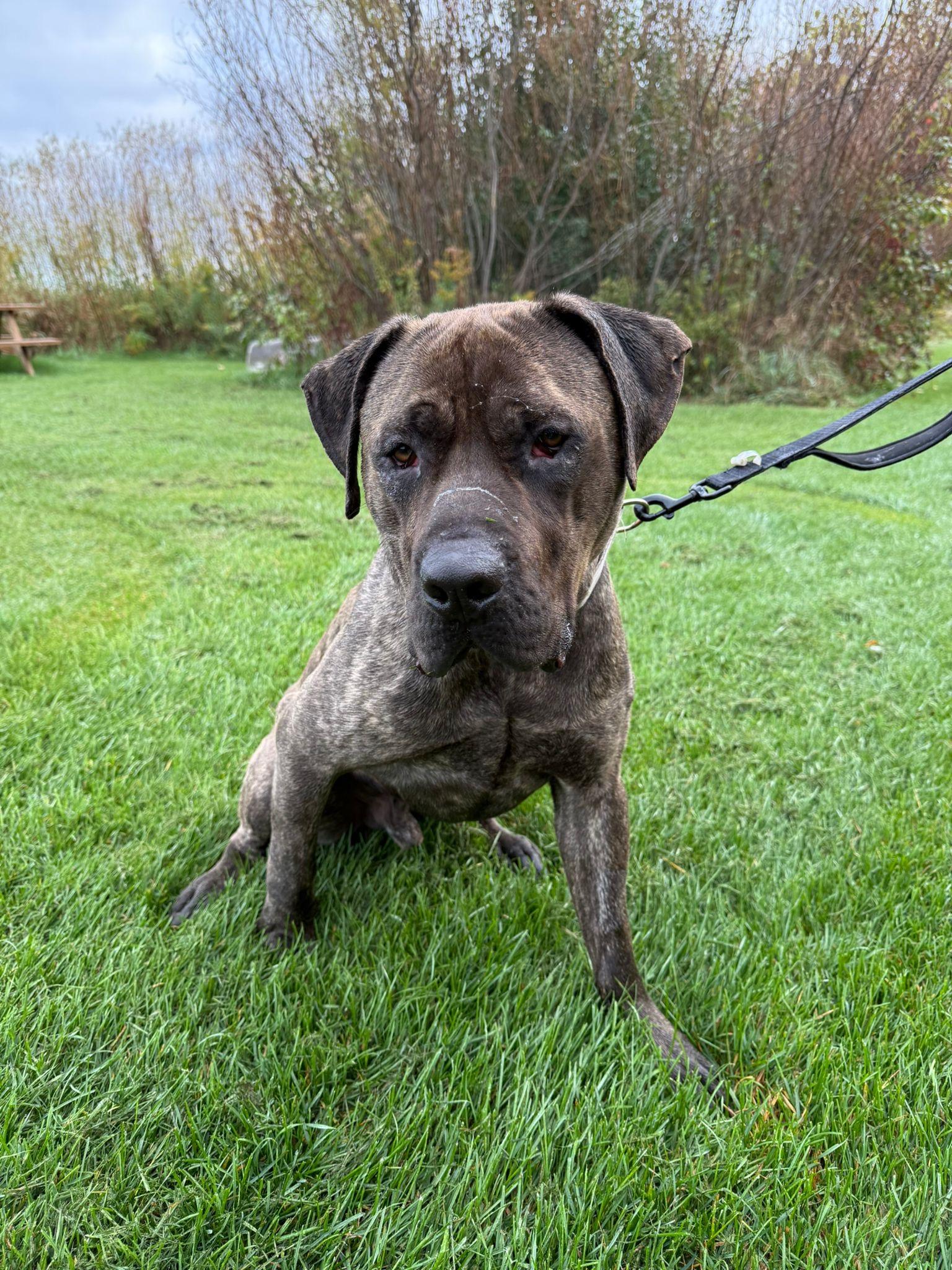 Moose, an adoptable Mastiff in Alliston, ON, L0G 1A0 | Photo Image 1