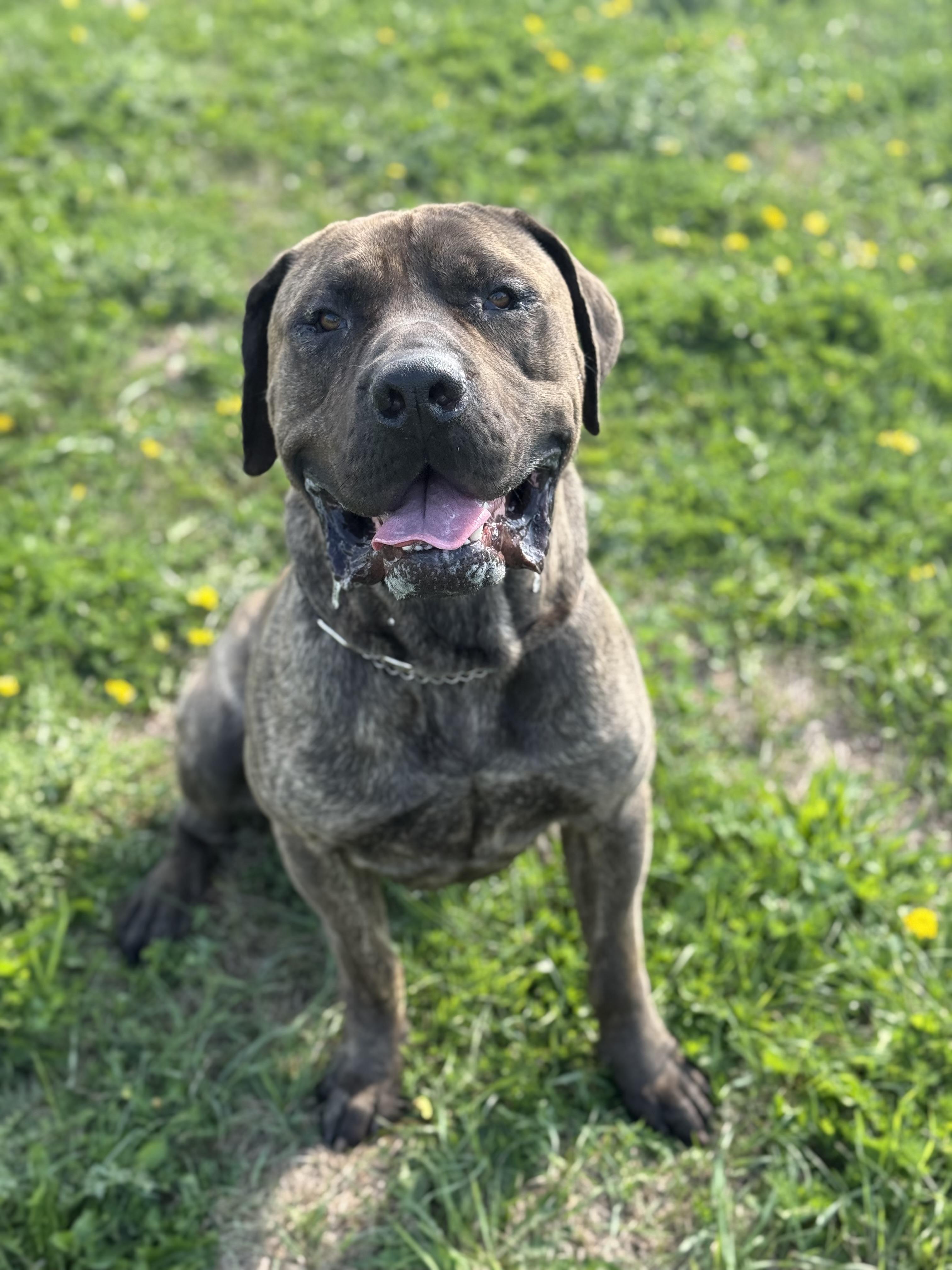 Moose, an adoptable Mastiff in Alliston, ON, L0G 1A0 | Photo Image 2