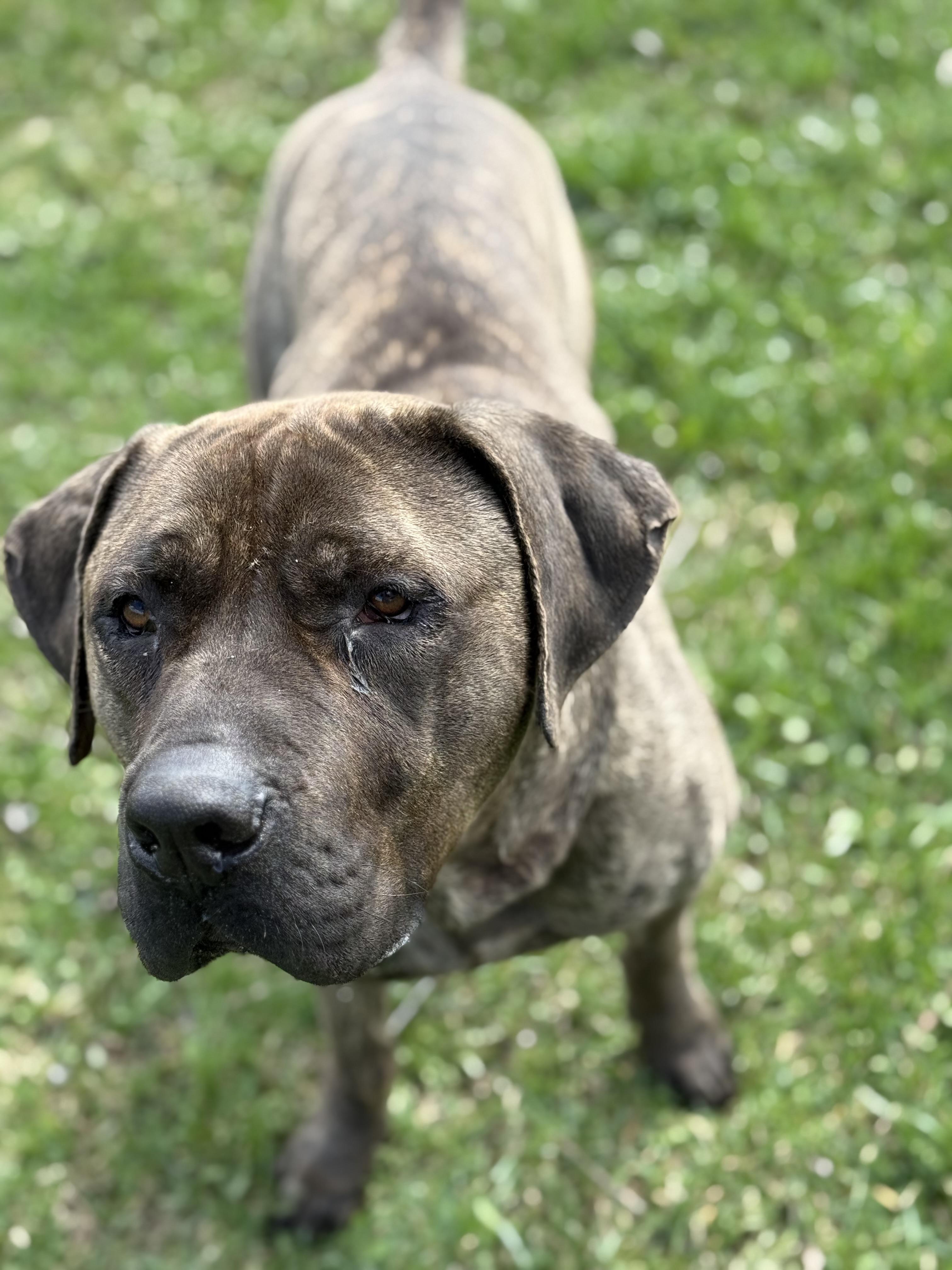 Enlarge Moose, a Adoptable mixed breed in Everett, ON image 3/5
