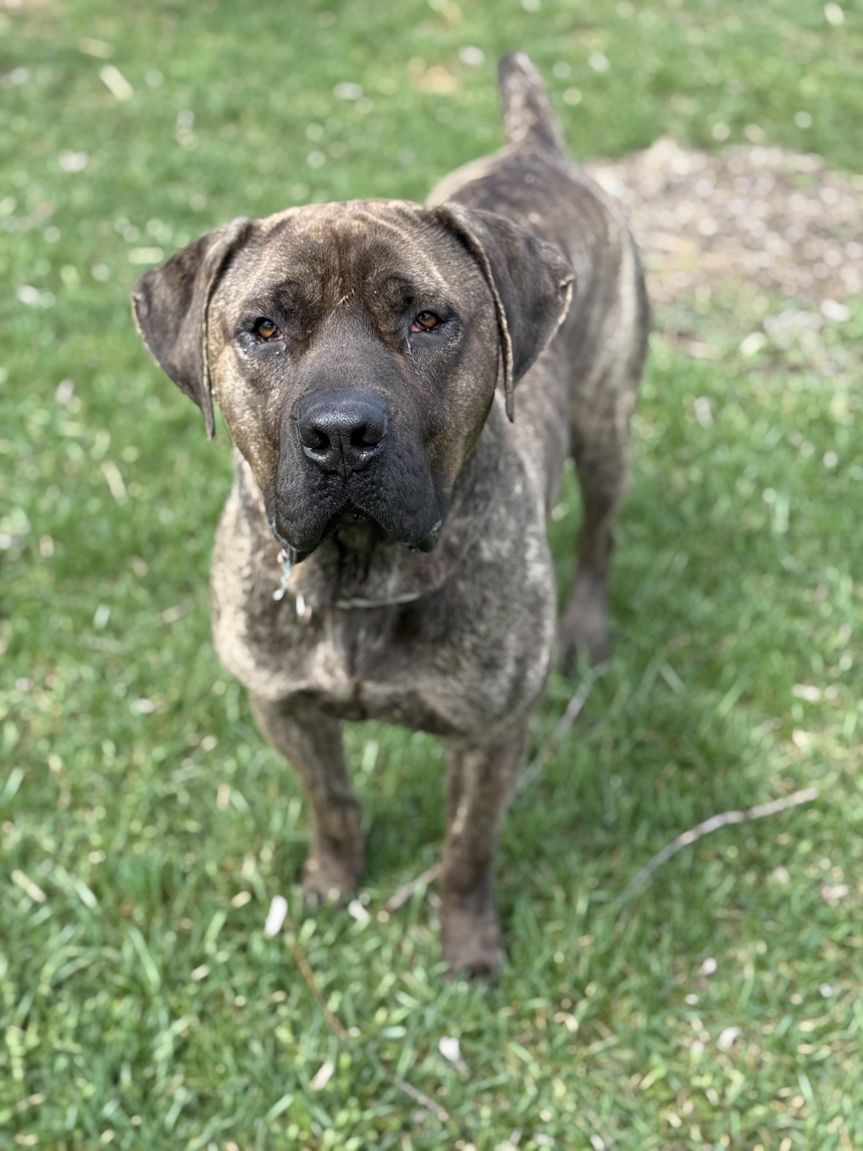 Enlarge Moose, a Adoptable mixed breed in Everett, ON image 2/5