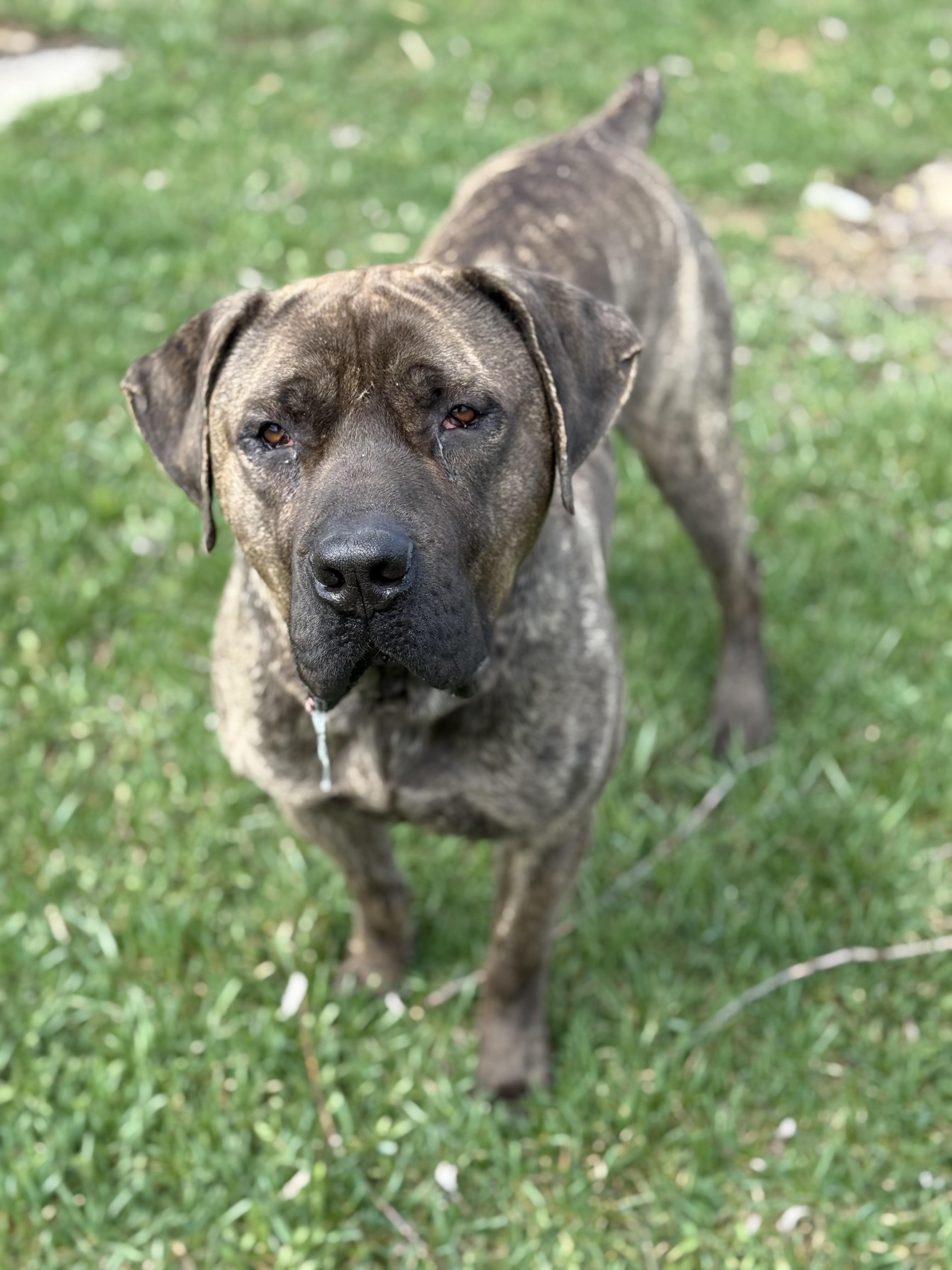 Enlarge Moose, a Adoptable mixed breed in Everett, ON image 5/5