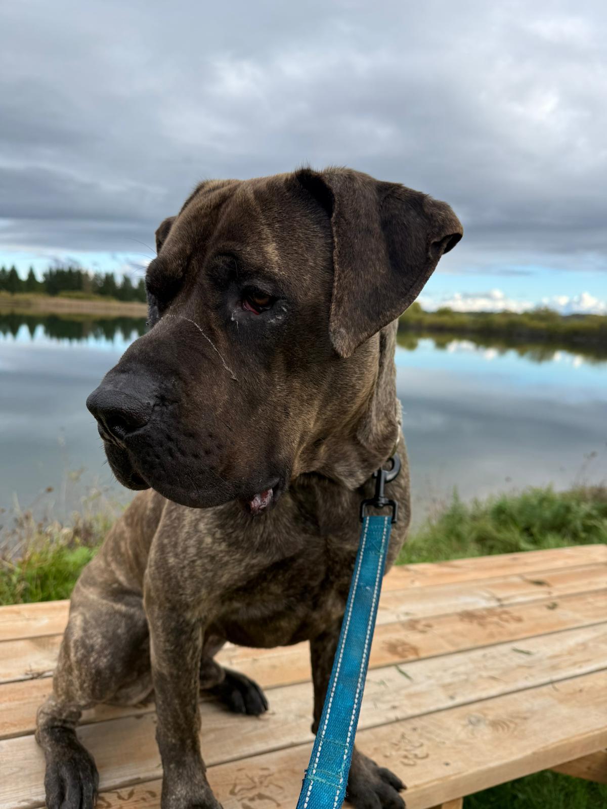 Moose, an adoptable Mastiff in Alliston, ON, L0G 1A0 | Photo Image 5