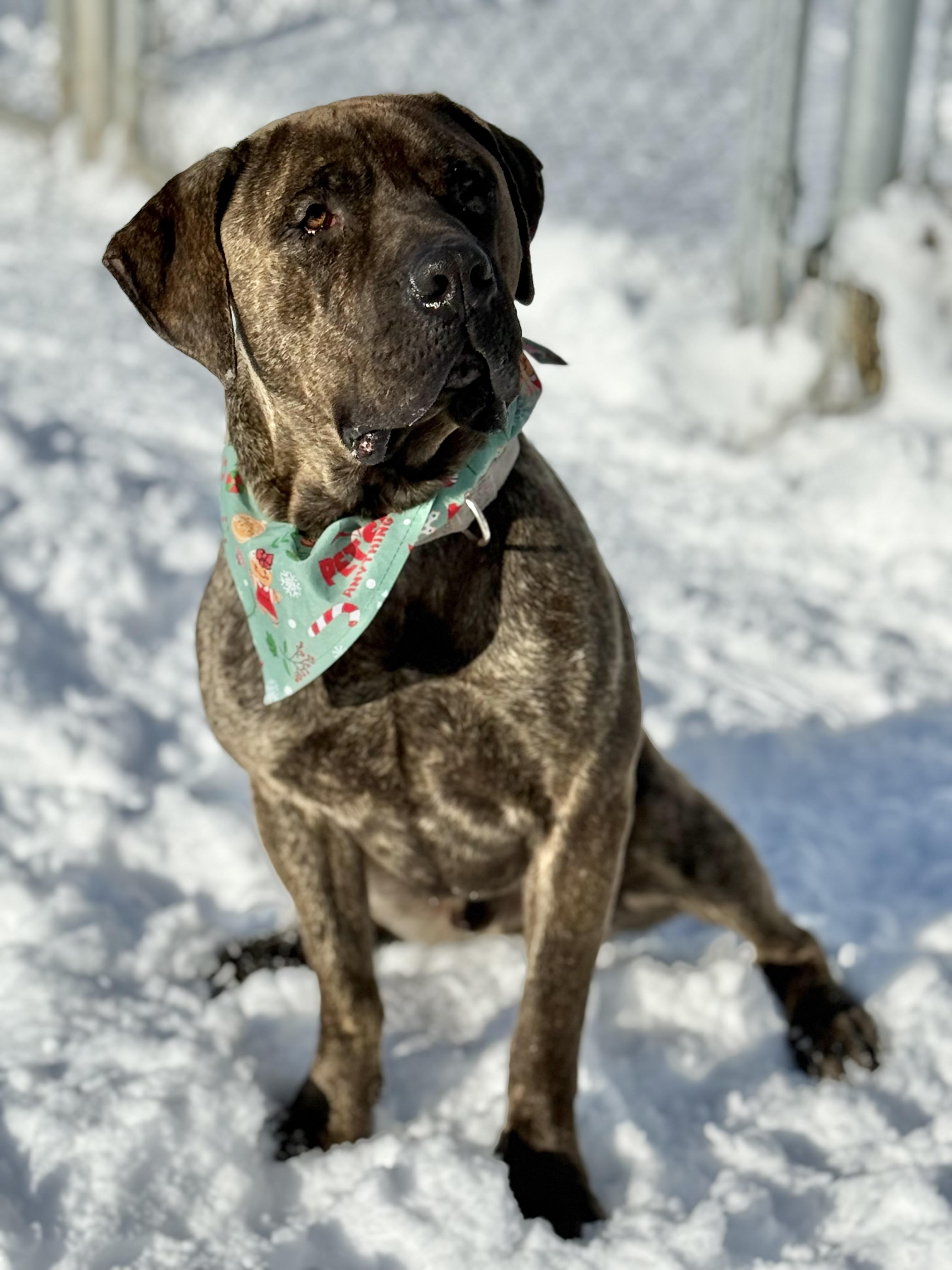 Moose, Adoptable, Young Male Mastiff.